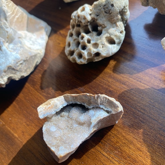 Assorted Fossils & Rocks 🪨🪸 - Picture 3 of 15